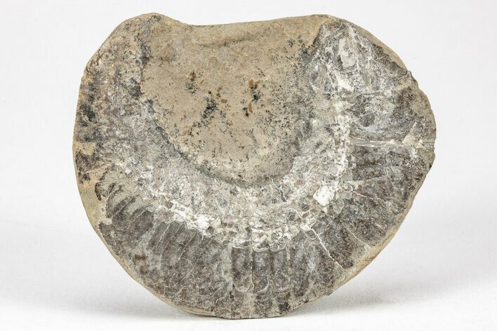 Triassic Fossil Fish In Nodule - Madagascar #212063